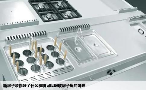 新房子装修好了什么植物可以吸收房子里的味道
